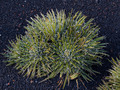 Agave Leopoldii IMG_2822 Agawa